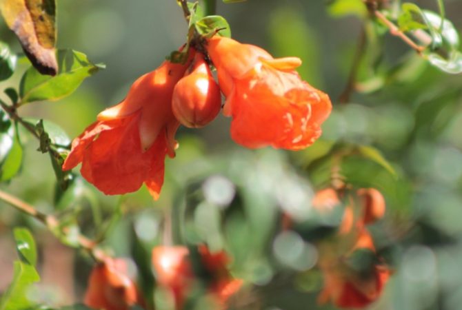 Árvores tropicais que exalam perfume e oferecem frutos saborosos
