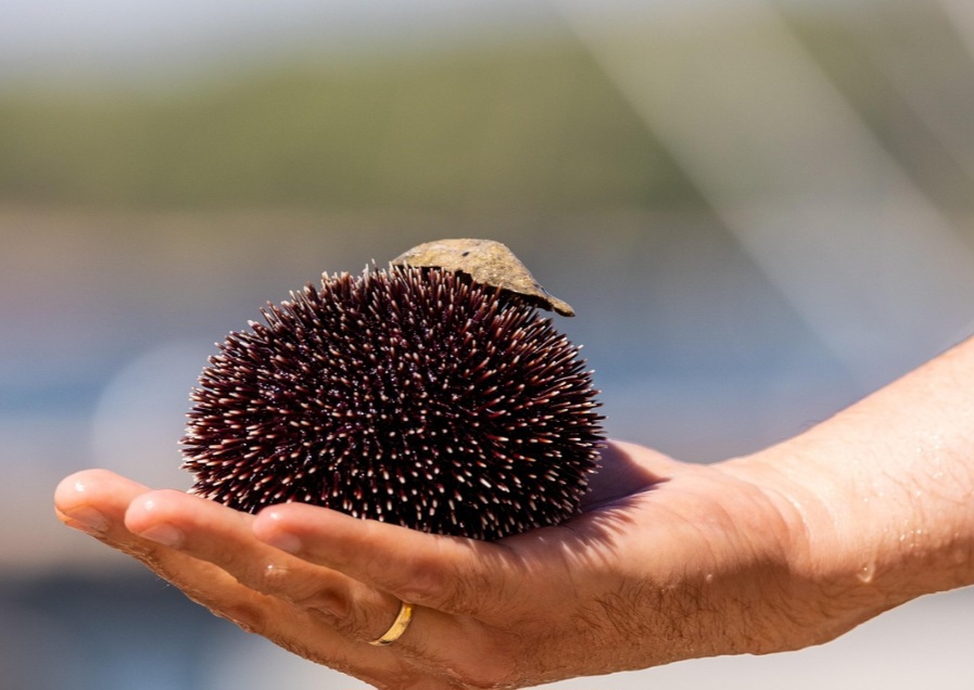 <p>Quando não há controle, os ouriços podem causar desequilíbrios. Um exemplo é a superpopulação de ouriços-roxos na Califórnia, que reduziu drasticamente as florestas de algas, afetando todo o ecossistema.</p>
