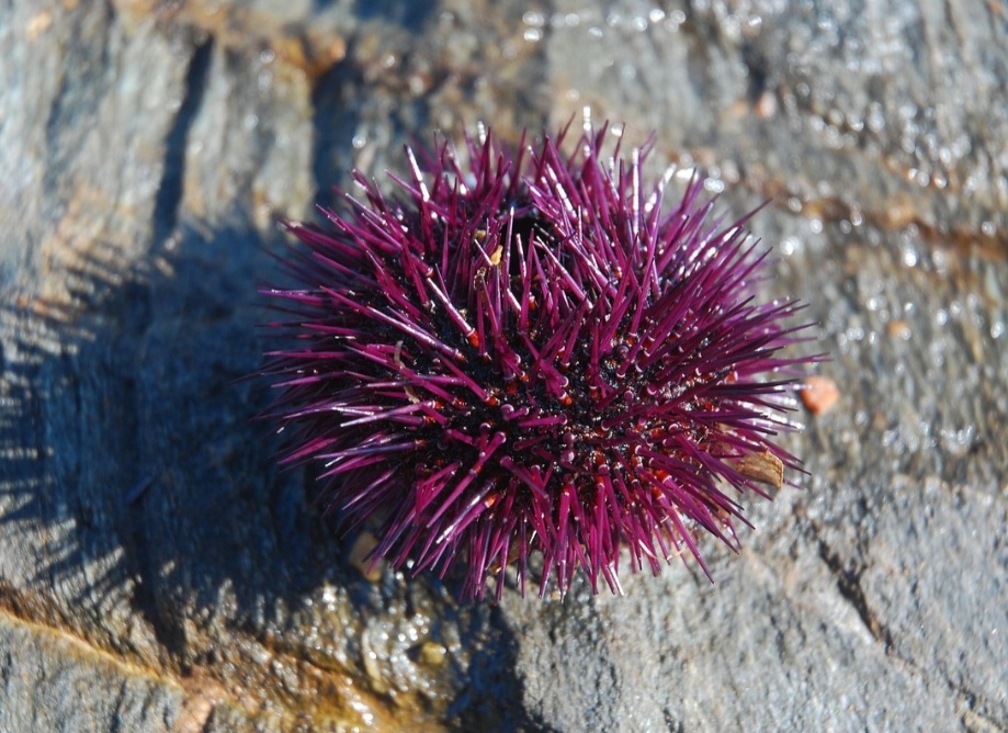 <p>Esses animais se alimentam de algas e restos orgânicos, atuando como herbívoros e detritívoros. Assim, eles realizam a remineralização de substâncias, devolvendo nutrientes à cadeia alimentar.</p>
