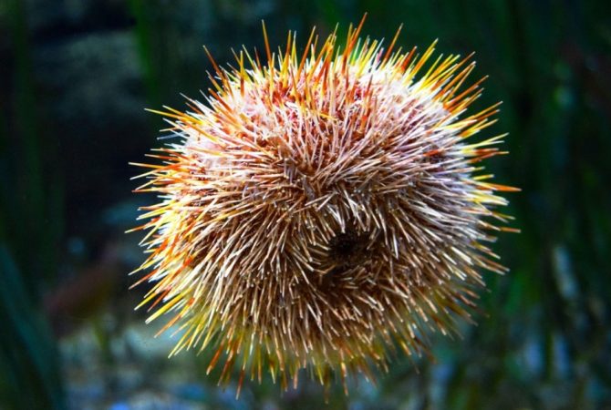 ‘Coleta de ouriços-do-mar’ vira caso policial: veja curiosidades sobre essas maravilhas do oceano