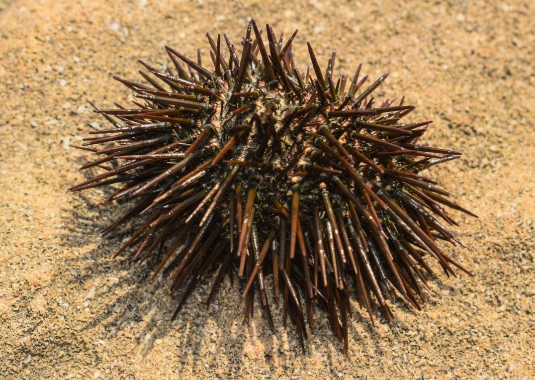 <p>Esses equinodermos possuem espinhos característicos e vivem em fundos rochosos. Além de desempenharem papel ecológico, também são apreciados na culinária, especialmente em países mediterrâneos.</p>
<p>&nbsp;</p>
<p>&nbsp;</p>
<p>&nbsp;</p>
<p>&nbsp;</p>
