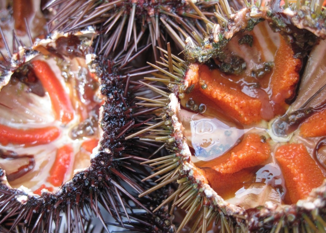 <p>Além disso, podem ser confundidos com outro animal popular no Brasil: a bolacha-da-praia. Tanto que são considerados parentes próximos, embora criaturas diferentes.</p>
<p>&nbsp;</p>
