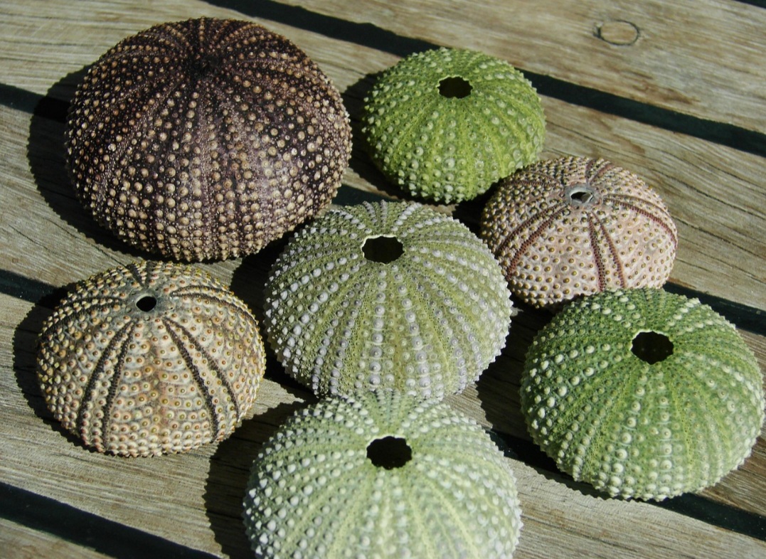 <p>Uma das curiosidades mais marcantes é que o ouriço-do-mar pode viver mais de 200 anos em seu hábitat natural. Contudo, espécies tropicais têm vida mais curta, chegando a cerca de cinco anos, o que mostra a diversidade dentro do grupo.  Quando morre ele perde os espinhos.</p>
