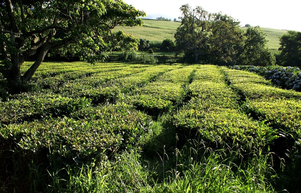 <p>Ele é produzido a partir da planta Camellia sinensis, a mesma que dá origem ao chá preto e ao chá branco. A diferença está no processamento, que preserva mais antioxidantes.</p>
