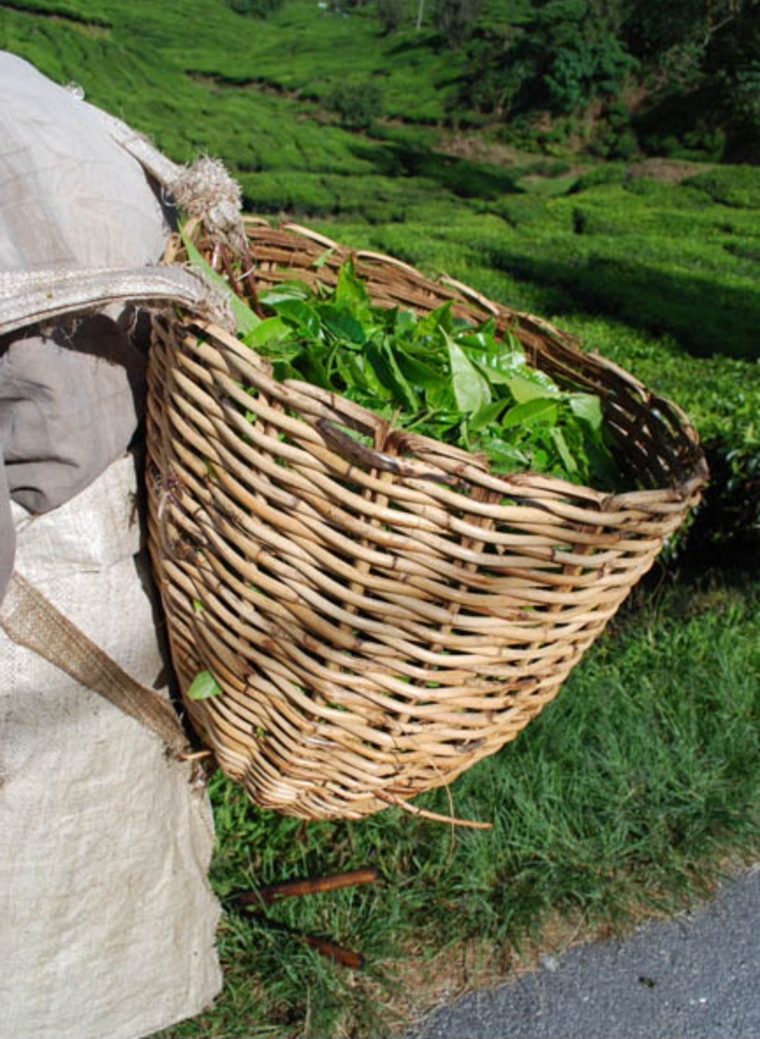 <p>Atualmente, é amplamente consumido na China, no Japão, na Coreia do Sul e em diversos países.<br />
Também se popularizou na Europa, nas Américas e no Brasil.</p>
