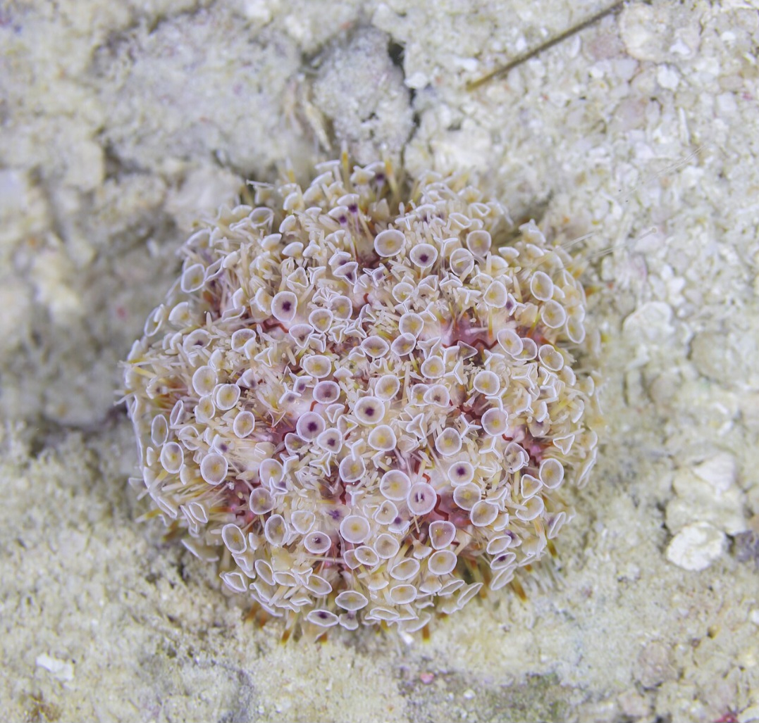 <p>Além dos espinhos, algumas espécies possuem veneno. O ouriço-flor é considerado o mais letal, capaz de causar convulsões e choque anafilático em humanos, enquanto o Echinometra lucunter, no Brasil, também apresenta toxinas defensivas.</p>
