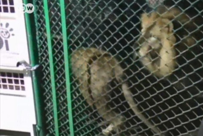 Leões que eram explorados em circo são libertados na natureza