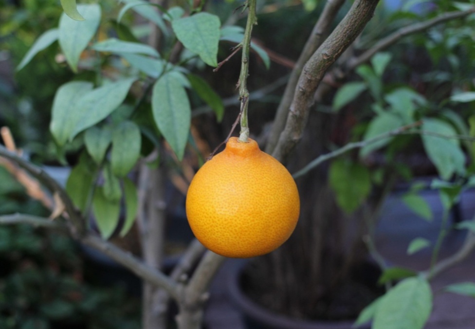 <p>A colheita geralmente ocorre entre o outono e o inverno, dependendo da variedade. No Brasil, a fruta costuma ser mais abundante entre maio e agosto, período de safra principal.</p>
