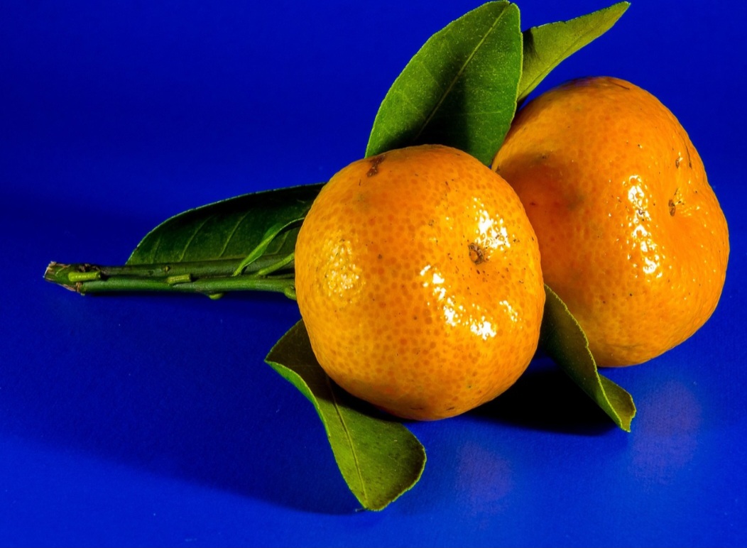 <p>A origem da tangerina remonta ao sudeste da Ásia, especialmente regiões da China e da Índia. Há registros de seu cultivo há milhares de anos, sendo considerada uma fruta nobre em antigas culturas asiáticas.</p>
