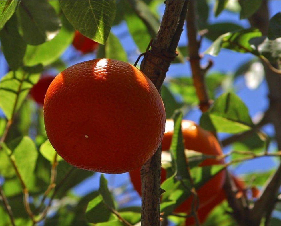 <p>O cultivo da tangerina exige solo bem drenado e irrigação equilibrada. Árvores cítricas precisam de luz solar direta e cuidados com pragas para manter frutos saudáveis e saborosos.</p>
