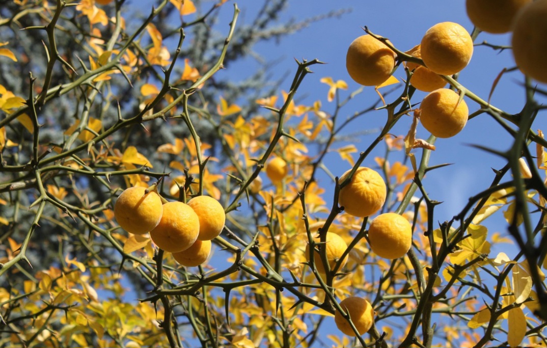 <p>Entre os maiores produtores mundiais estão China, Espanha, Turquia e Brasil. Esses países possuem clima favorável e técnicas modernas que garantem alta produtividade e qualidade.</p>
