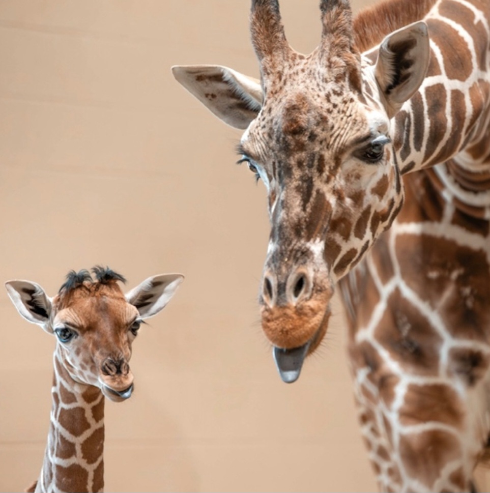 <p>Eugene faz parte de uma família que integra um grupo de sete girafas do recinto. A mãe, Lilly, na foto com o filhote, vive sua primeira experiência como mãe, enquanto o pai, Rocket, também acompanha o desenvolvimento do filhote no rebanho</p>
