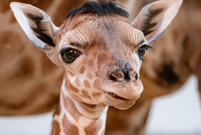 Girafinha recém-nascida encanta visitantes e atrai olhares por seu topete curioso