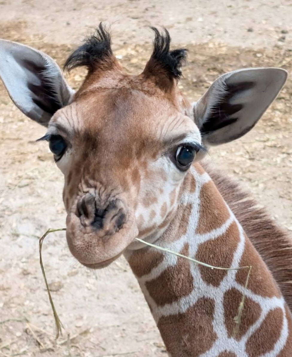 <p>Mas o que mais atrai em Eugene é o curioso tapete. O filhote  nasceu em 17 de janeiro pesando cerca de 59 quilos e vem sendo acompanhado de perto pela equipe do zoológico. Desde os primeiros dias, mostrou vitalidade e curiosidade, explorando o ambiente e interagindo com a mãe.</p>
