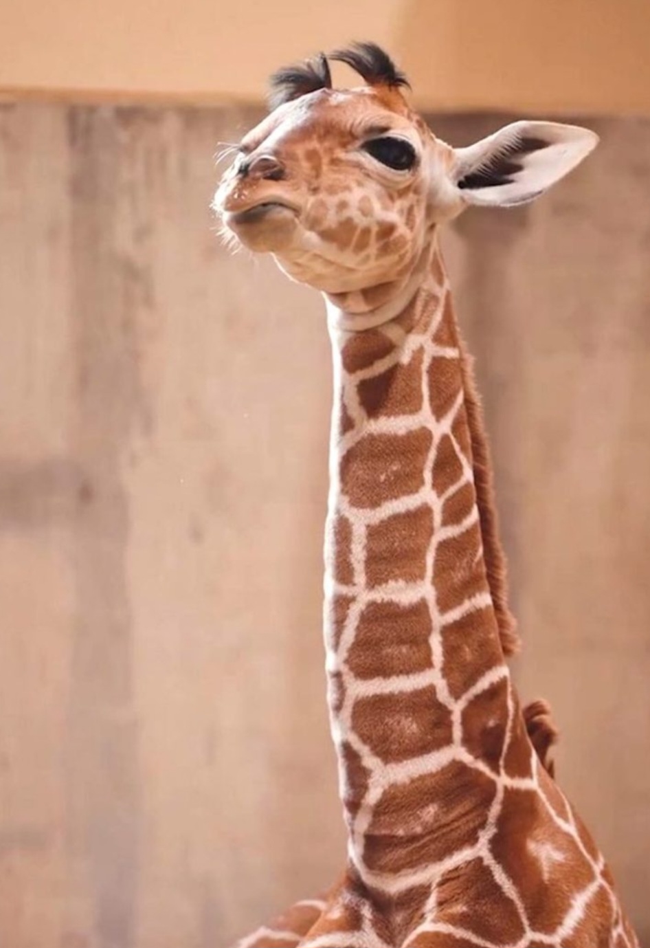 <p>O Zoológico e Aquário de Toledo destaca que o nascimento reforça o papel das instituições na conservação das espécies e na educação ambiental. Além de encantar o público, a presença do filhote ajuda a conscientizar sobre a importância de proteger as girafas na natureza. </p>
