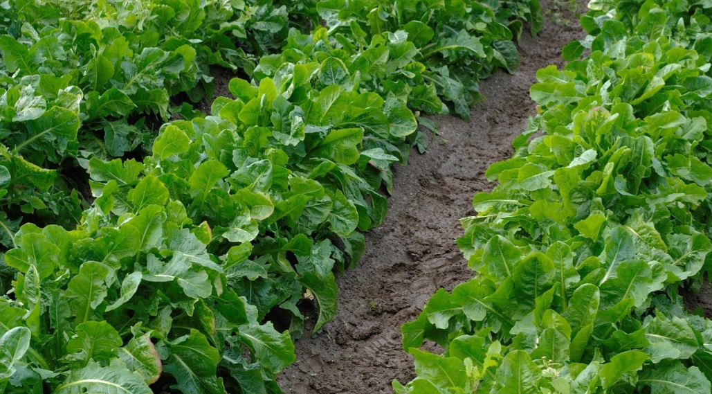 <p>Além da mostarda verde, diversas folhas pouco lembradas concentram vitaminas, minerais e fibras essenciais ao organismo. Muitas contribuem para ossos mais fortes, melhor digestão e maior proteção imunológica. Veja algumas opções que podem enriquecer o cardápio de forma simples e saudável.</p>
