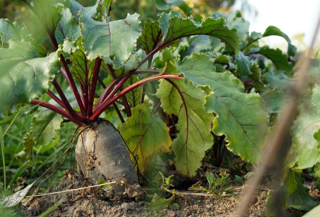 <p>Folha de beterraba<br />
Frequentemente descartada, a folha de beterraba é rica em ferro, cálcio e antioxidantes. Esses nutrientes ajudam na saúde do sangue e dos ossos. Pode ser refogada ou adicionada a sopas e preparações variadas.</p>
