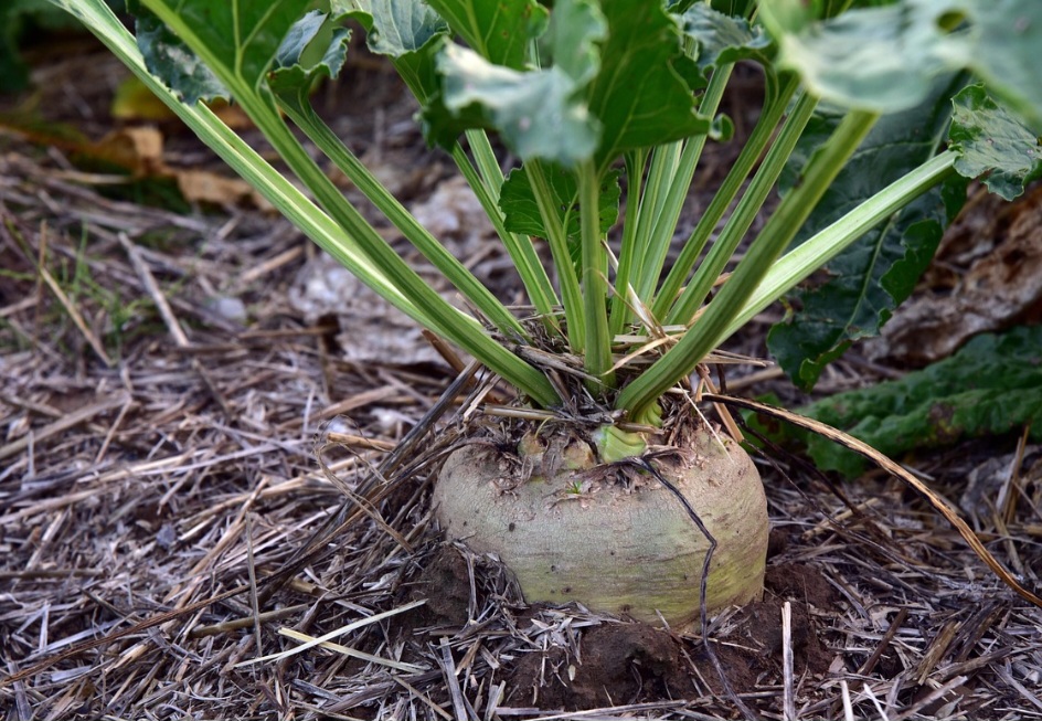 <p>As folhas da beterraba estão entre as mais nutritivas. Elas concentram ferro, fibras, vitamina A e antioxidantes importantes para o organismo.</p>
