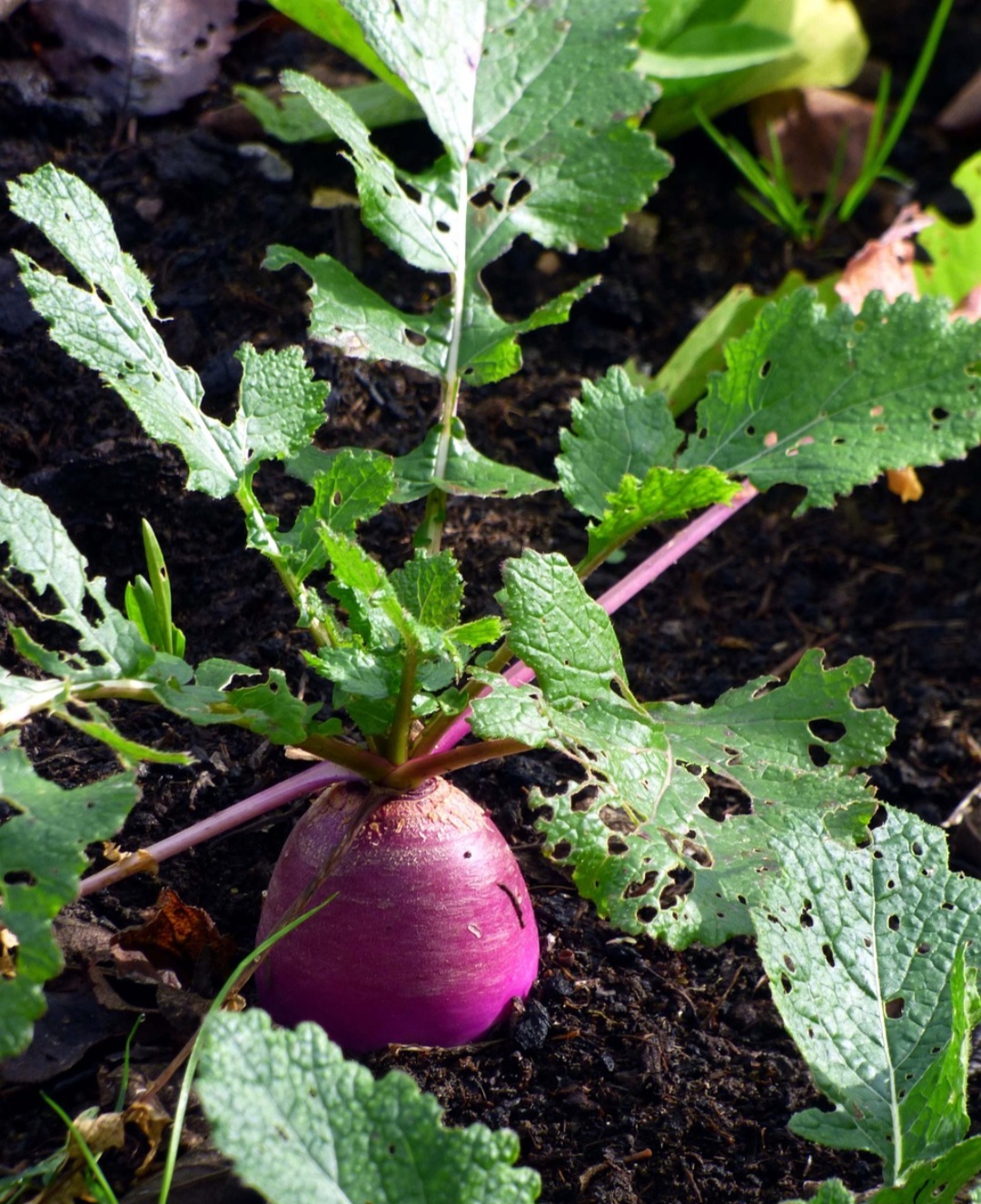 <p>Essas folhas são comestíveis e podem enriquecer a alimentação cotidiana. Além disso, ajudam a reduzir o desperdício e ampliam as possibilidades culinárias de forma simples e econômica.</p>
