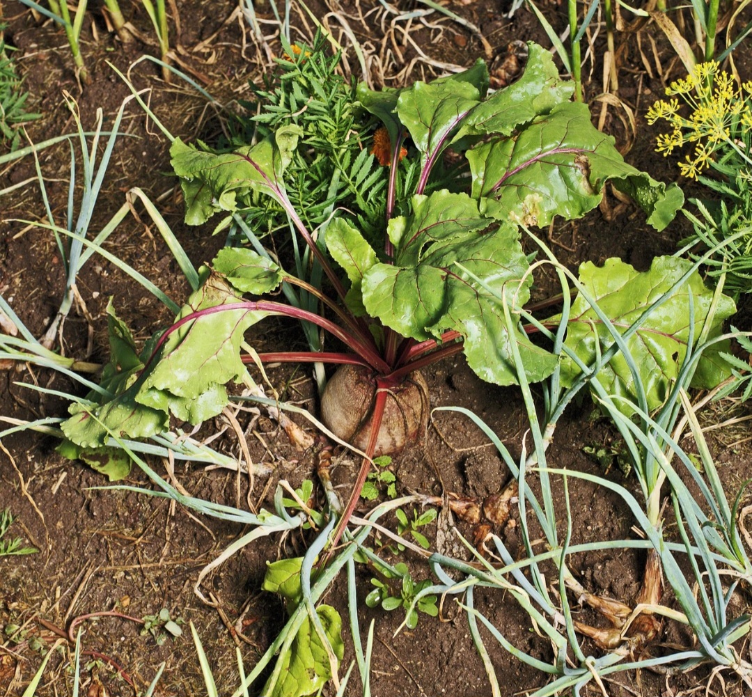 <p>Essa prática também favorece a economia na cozinha. Com criatividade, é possível ampliar o cardápio sem aumentar os gastos.</p>
