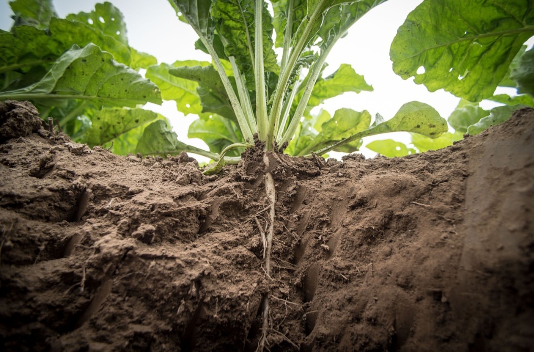 <p>Incluir essas folhas na alimentação é uma escolha saudável e sustentável. Além de nutritivas, elas revelam novos sabores e ampliam o uso dos alimentos.</p>
