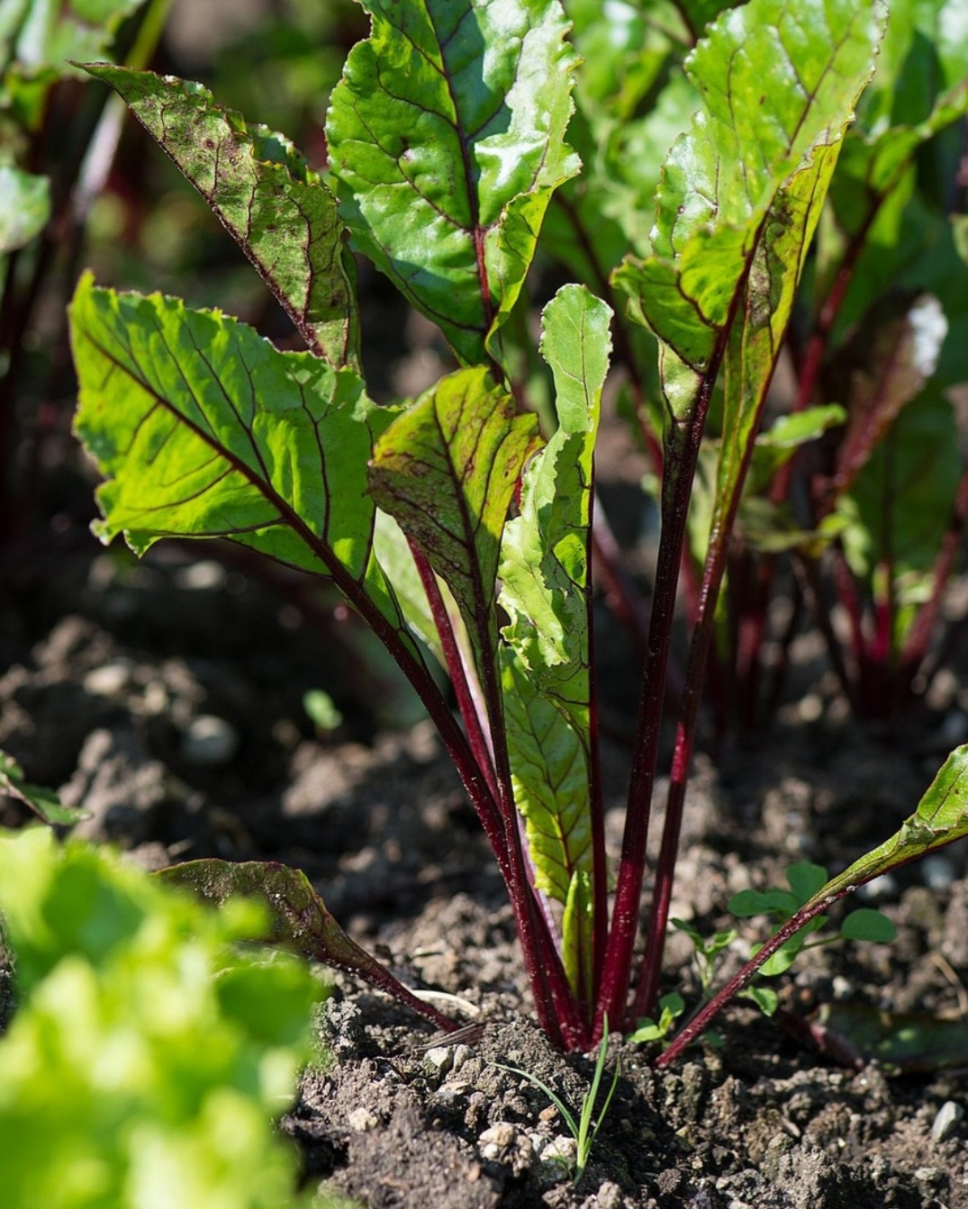 <p>Esse conjunto de nutrientes contribui para a saúde do sangue e do sistema imunológico. Também favorece o bom funcionamento do intestino e a vitalidade do corpo.</p>
