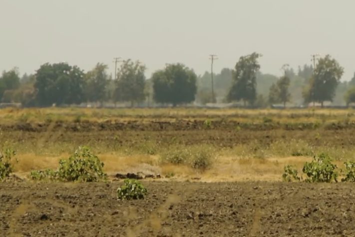 Solo da Califórnia – Reprodução