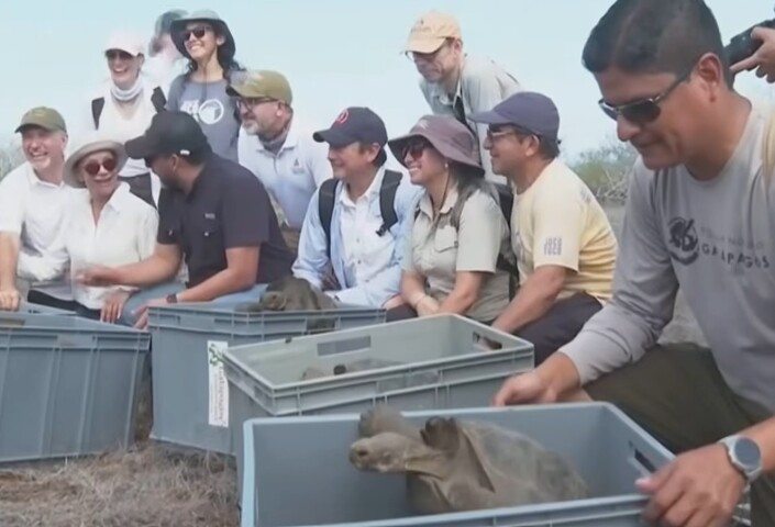 <p>Esta é a primeira etapa de um plano que pretende introduzir 700 animais. Eles possuem de 40% a 80% de material genético da Chelonoidis niger, linhagem desaparecida no século 19.</p>
