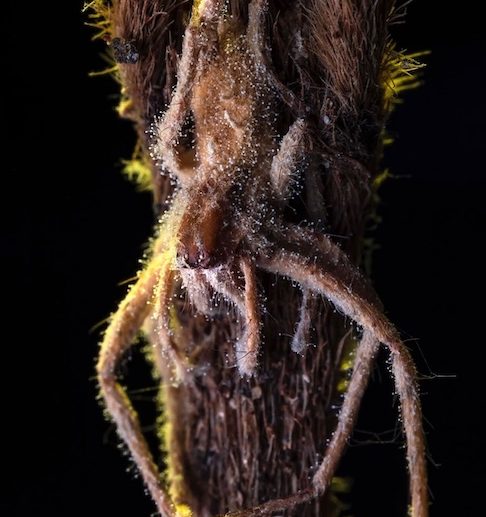 <p>Além disso, de acordo com os pesquisadores, o novo fungo não oferece risco para seres humanos ou outras espécies.</p>
