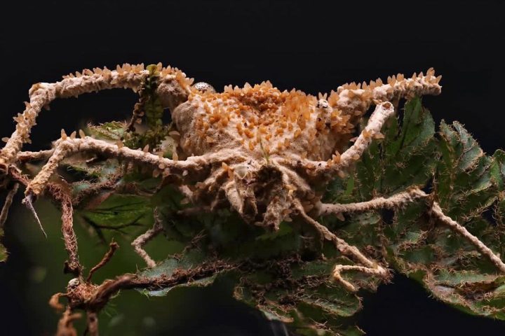 <p>Segundo os pesquisadores, avanços tecnológicos e o interesse popular despertado pela ficção ajudam a impulsionar novas pesquisas sobre esse grupo ainda pouco conhecido da biodiversidade.</p>
