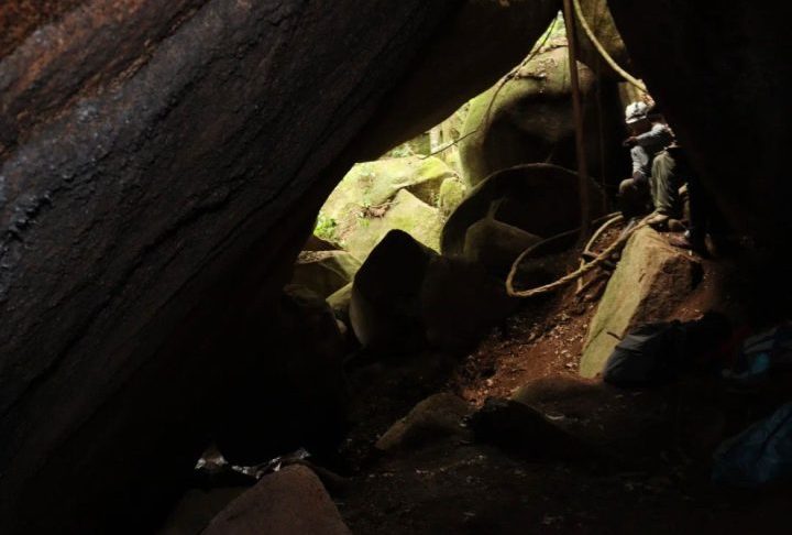 <p>Curiosamente, os jovens dessa espécie preferem o breu total, enquanto os adultos habitam as áreas claras das entradas.</p>
