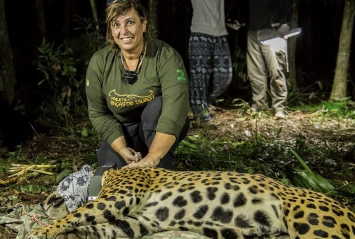 Yara Barros, diretora executiva do Projeto Onças do Iguaçu – Divulgação/Projeto Onças do Iguaçu