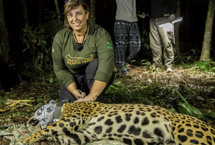 <p>O Brasil tem uma forte tradição no prêmio. Em 2025, o reconhecimento foi dado a Yara Barros, diretora executiva do Projeto Onças do Iguaçu.</p>
