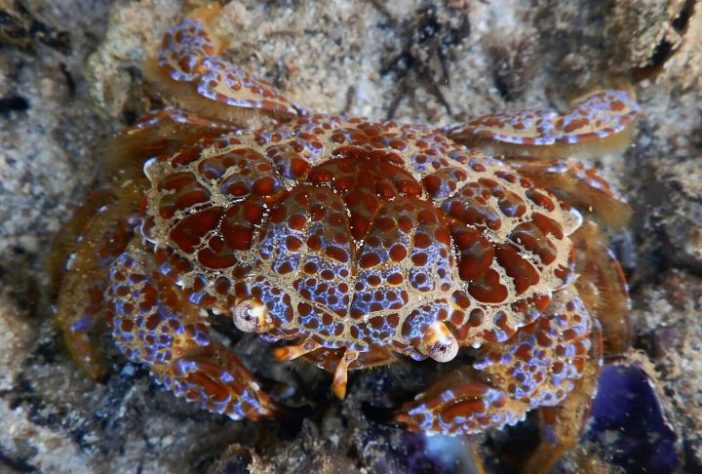 Caranguejo-do-diabo | Ewout Knoester/iNaturalist 