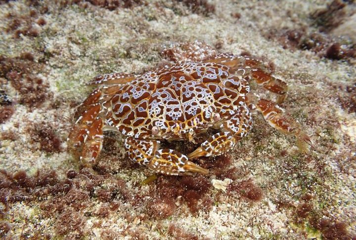 <p>Predadores naturais tendem a evitar o caranguejo-do-diabo, possivelmente por reconhecerem sua coloração como um sinal de perigo.</p>
