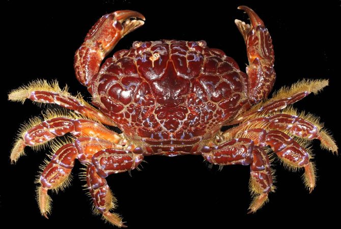 Caranguejo com toxina letal causa morte de influenciadora