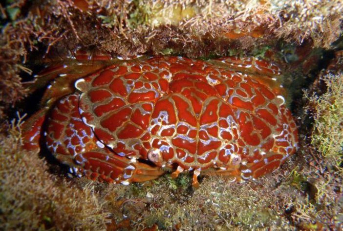 Caranguejo-do-diabo – Wikimedia Commons/Sébastien Vasquez