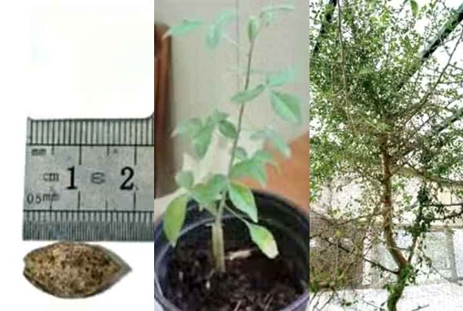 Semente de mil anos encontrada no deserto volta a crescer e vira árvore