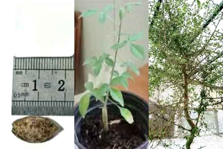 Sheba, árvore mencionada na Bíblia ´- Divulgação