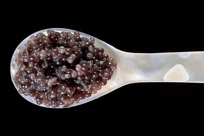 Caviar, a iguaria de luxo
