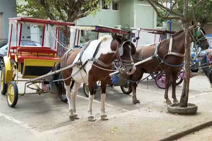Poços de Caldas encerra serviço de charretes a cavalo