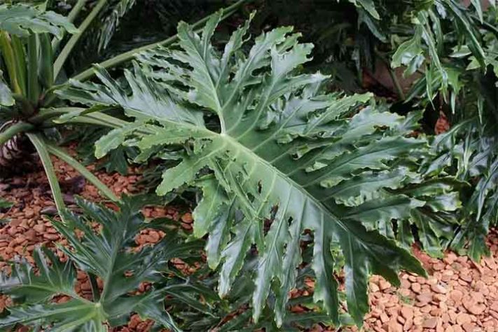 Como cuidar da planta guaimbé