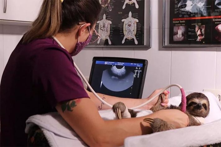 Projeto Selva Viva, zoológico brasileiro dedicado ao acolhimento e preservação de animais resgatados de situações de risco - Divulgação