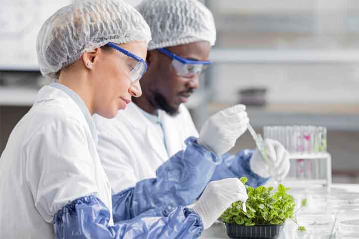 A descoberta levanta preocupações sobre agricultura e segurança alimentar. Cientistas da Texas AeM University investigaram como a alface reage quando exposta simultaneamente a nanoplásticos e cádmio. Para isso, usaram sistemas hidropônicos controlados, o que permitiu observar com precisão a interação entre os contaminantes e os tecidos vegetais.