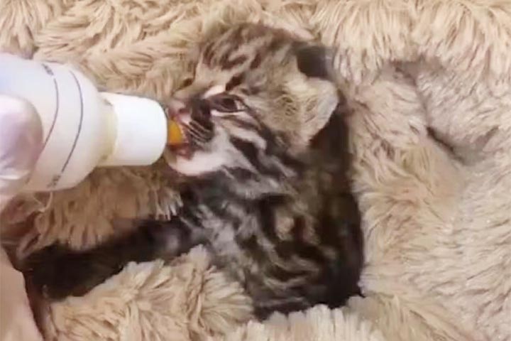 <p>Filhotes órfãos exigem atenção especial e são alimentados com mamadeiras ou seringas. Para amenizar a ausência materna, muitos recebem pelúcias, que funcionam como fonte de conforto emocional.</p>
