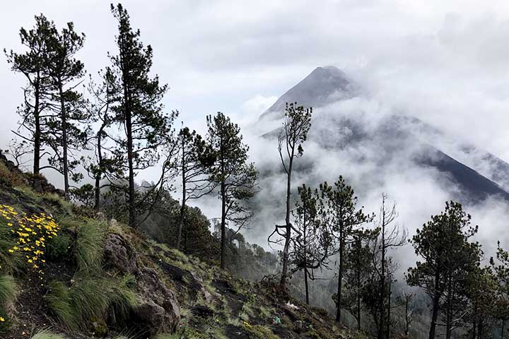 Essa ave habita principalmente regiões montanhosas e úmidas, como as florestas nubladas da Guatemala, Costa Rica e sul do México. Sua presença está diretamente ligada à conservação desses ecossistemas, já que depende da vegetação densa para sobreviver.