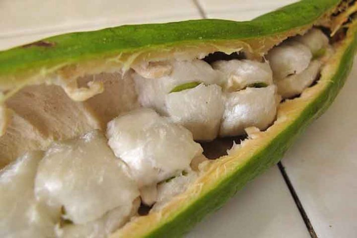 Ingá, a fruta conhecida como feijão-doce