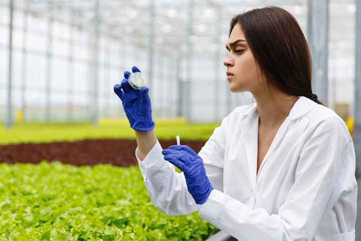 As plantas expostas aos dois contaminantes acumularam até 61% mais cádmio nas folhas em comparação com aquelas expostas apenas ao metal pesado. Esse aumento significativo chamou a atenção dos pesquisadores, pois indica que os nanoplásticos intensificam os efeitos tóxicos do cádmio.