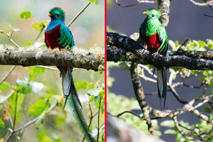 O quetzal é conhecido por suas cores intensas, que incluem verde metálico, azul e vermelho vivo. Nos machos, a cauda longa e esvoaçante é um traço marcante, enquanto as fêmeas apresentam plumagem mais discreta, mas igualmente bela.