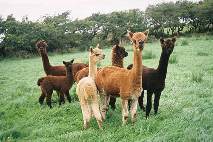 As alpacas são significativamente menores, geralmente com cerca de 90 centímetros a 1 metro até o dorso e peso que costuma variar entre 50 e 80 quilos.